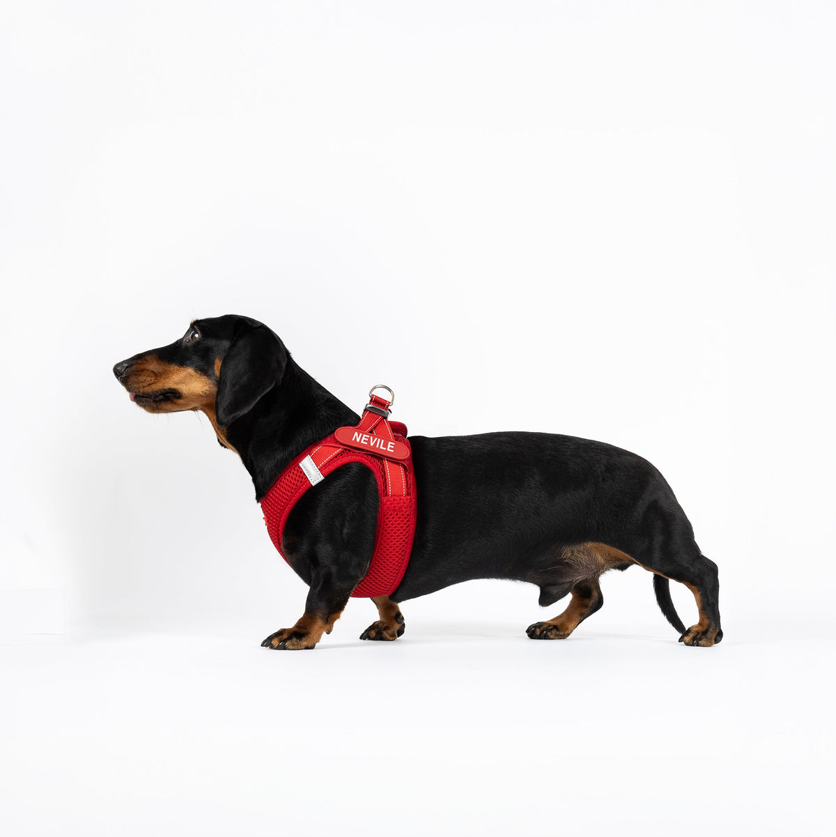 Dog Harness product image 14