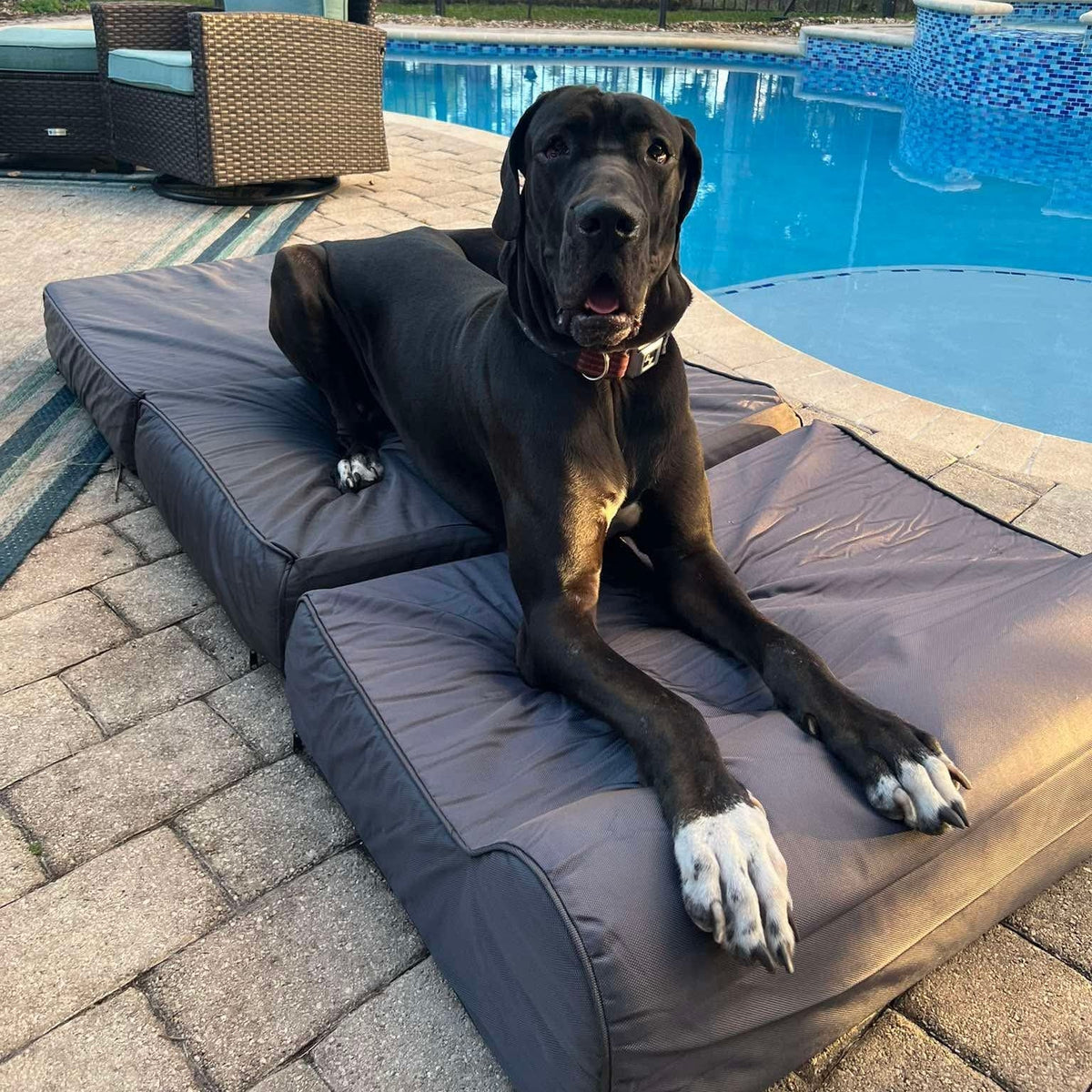 Orthopedic Dog Bed product image 1