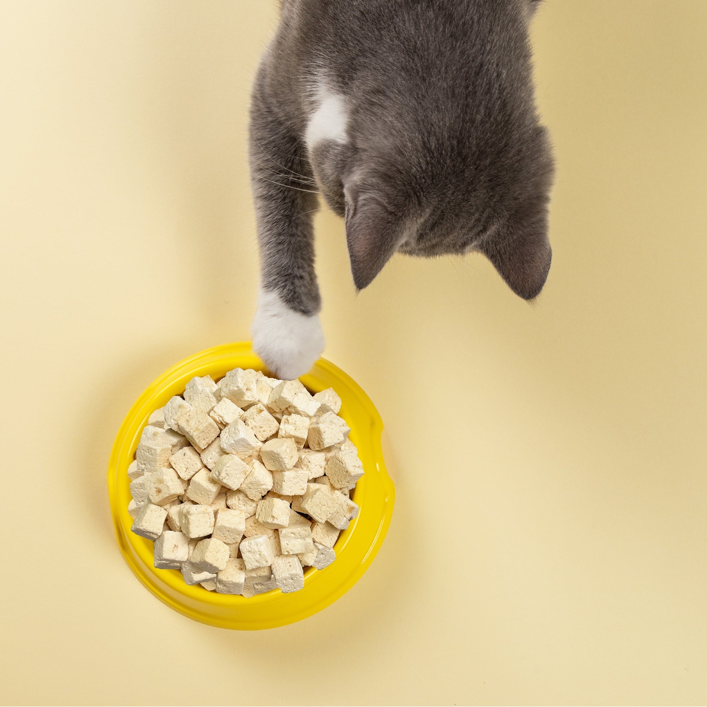 A gray and white cat reaches for a yellow bowl filled with Weruva Paw Lickin' Chicken Freeze Dried cat food, set against a pale yellow background.