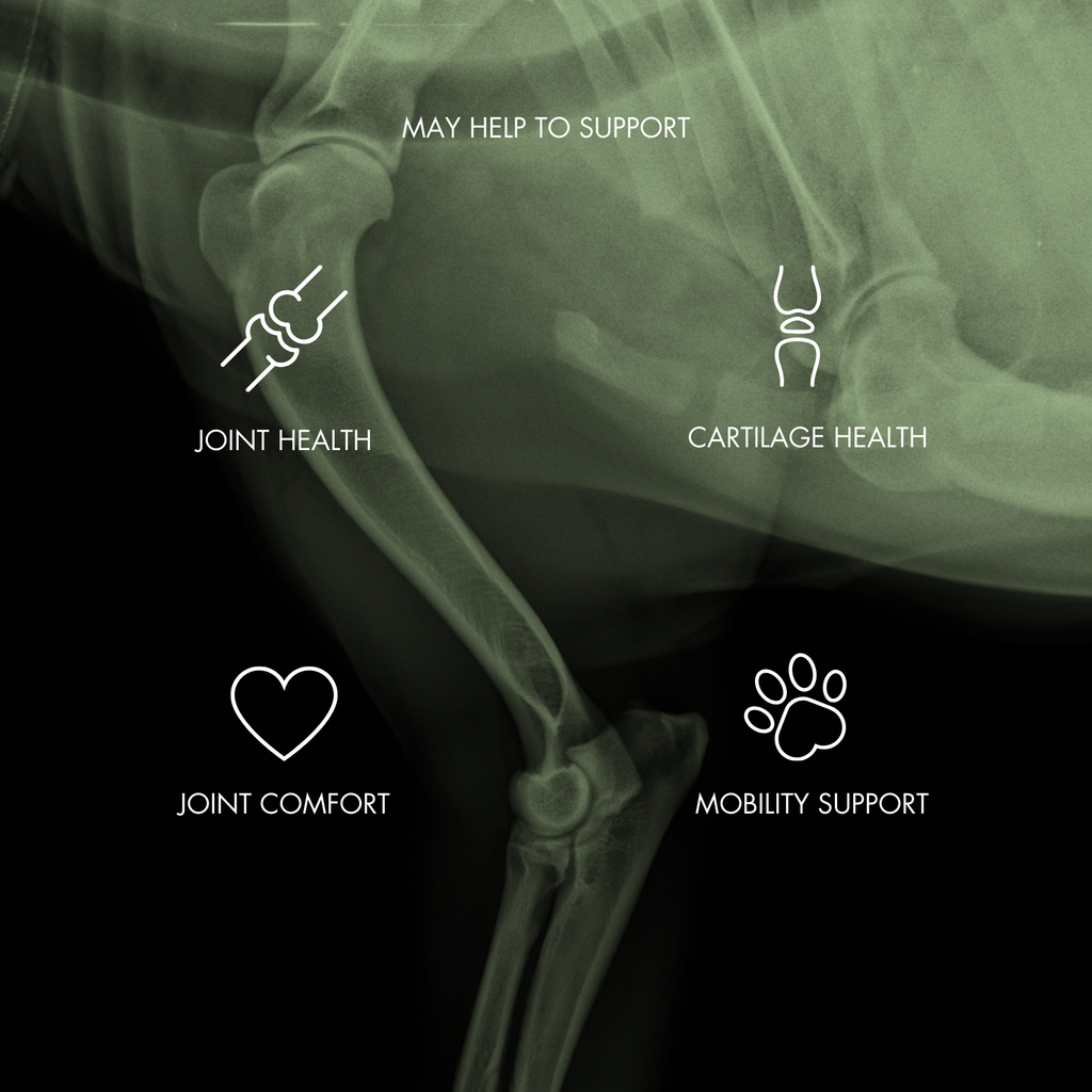 Dog Joint Supplement Powder product image 5