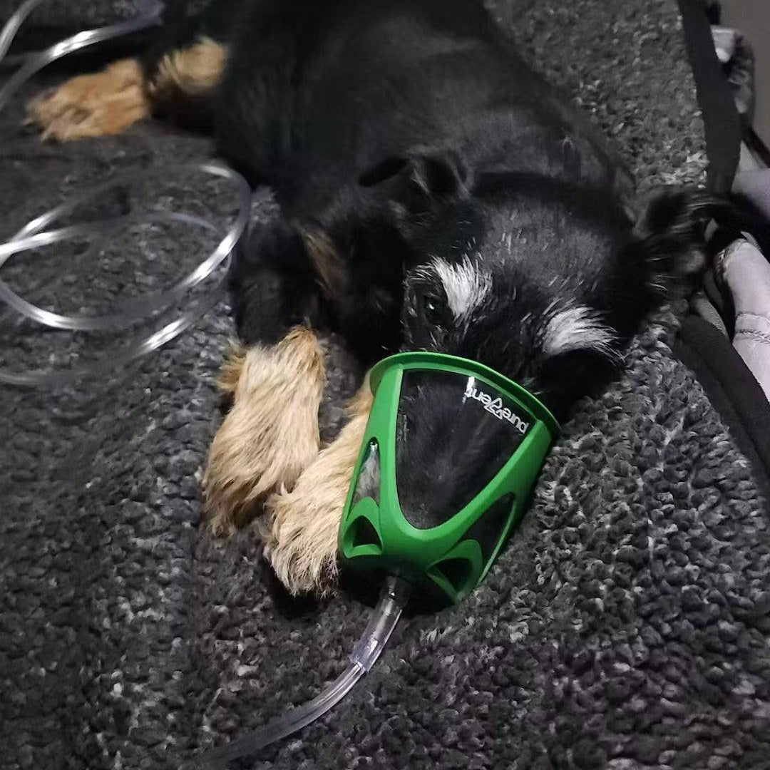 dog laying down in vehicle wearing a green oxygen mask