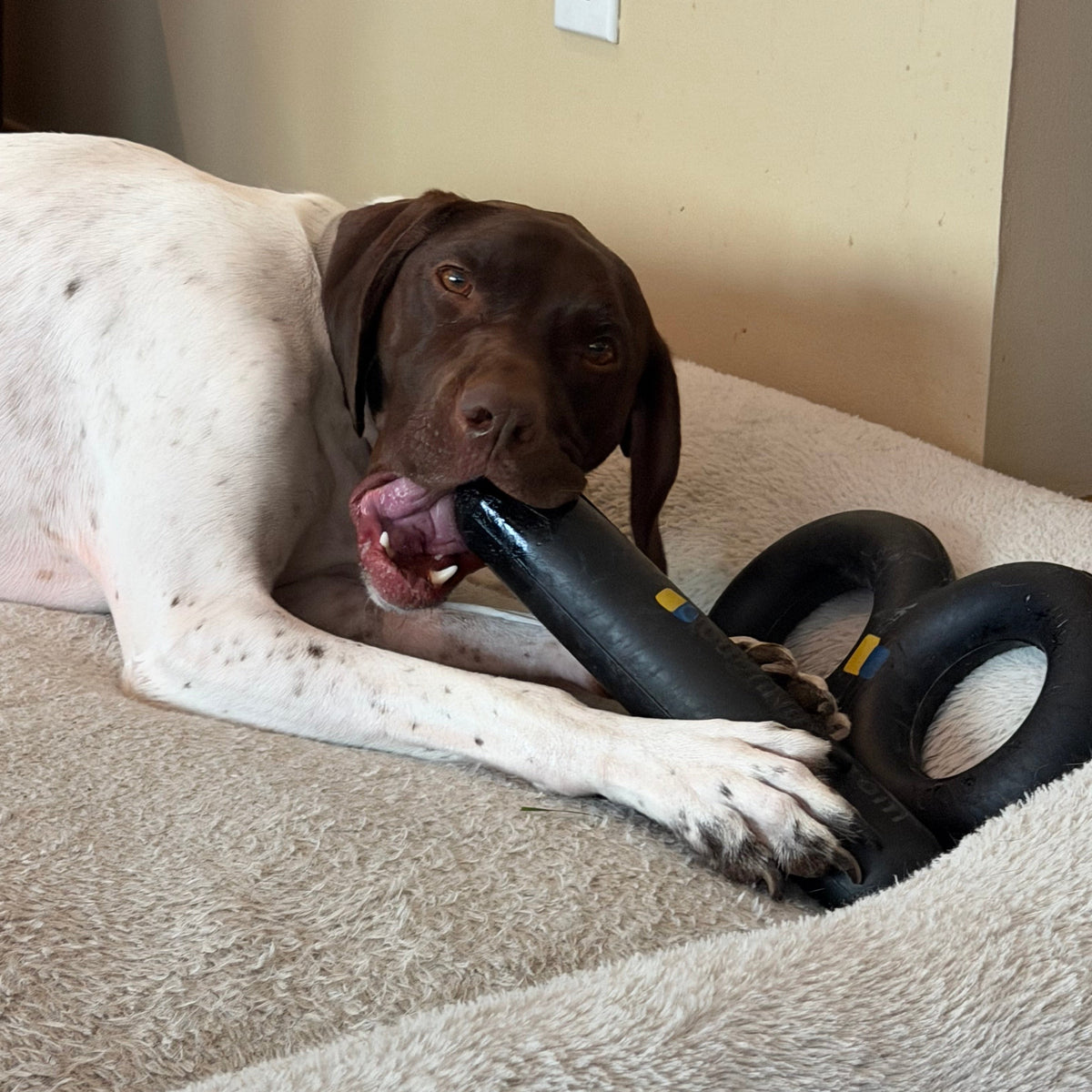 Dog Chew Toy product image 8
