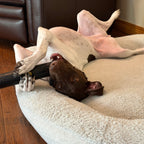 Dog Chew Toy product image 9