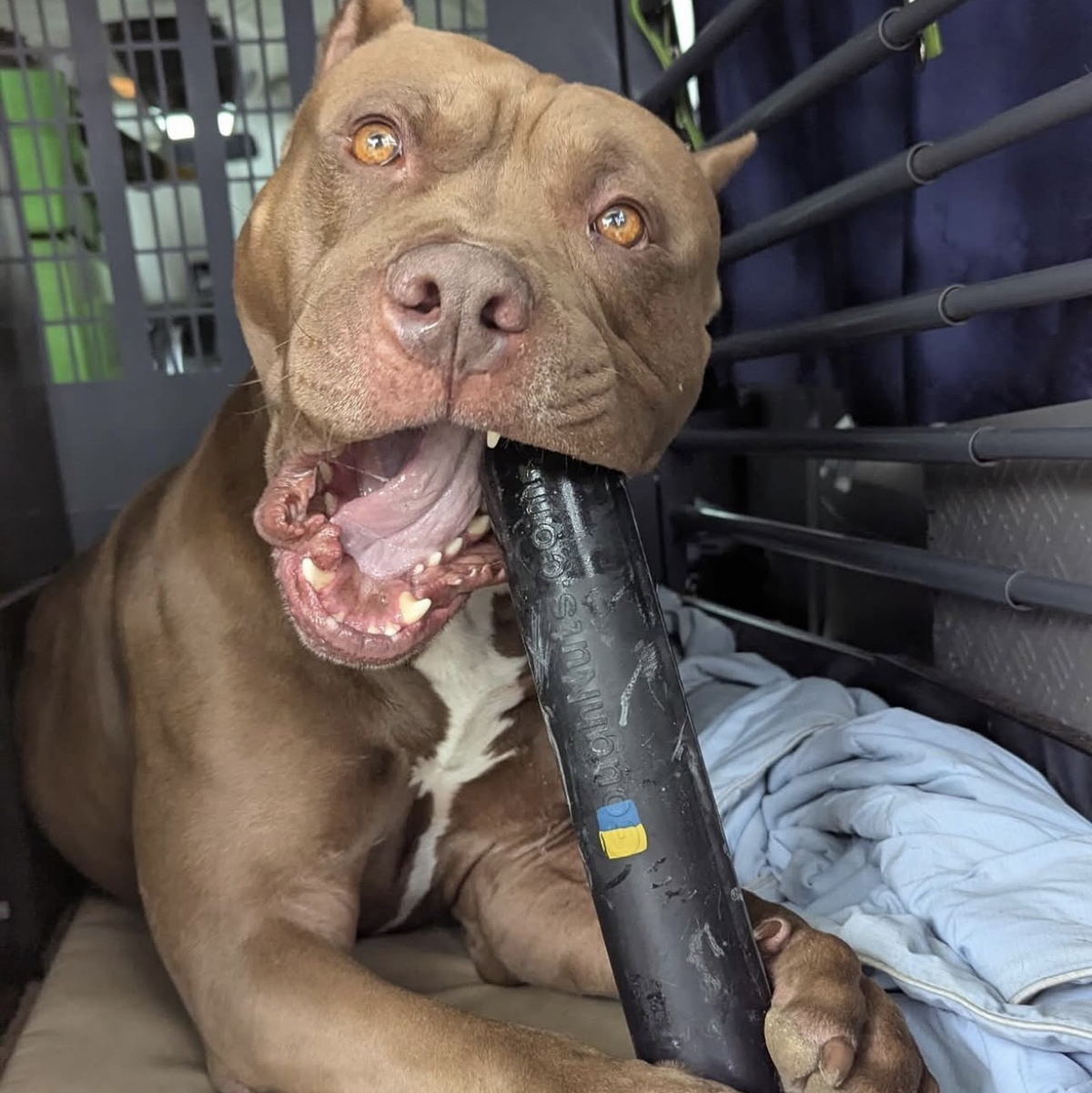 Dog Chew Toy product image 13