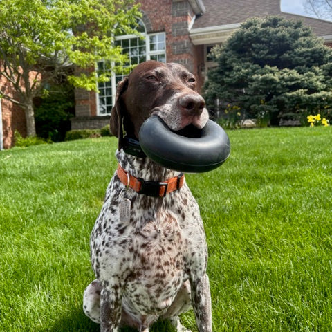 Dog Chew Ring product image 2