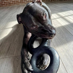 Dog Tug Toy product image 8