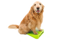 Dog Balance Ramp product image 1