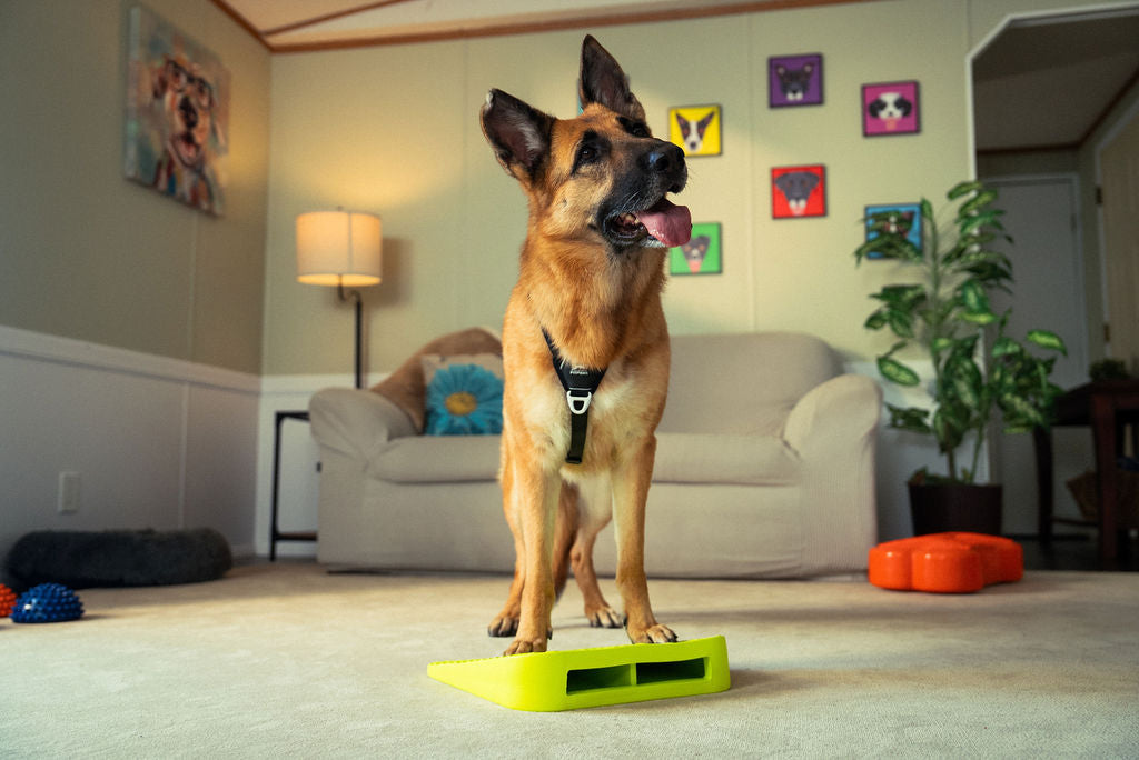 Dog Balance Ramp product image 3