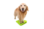Dog Balance Ramp product image 7