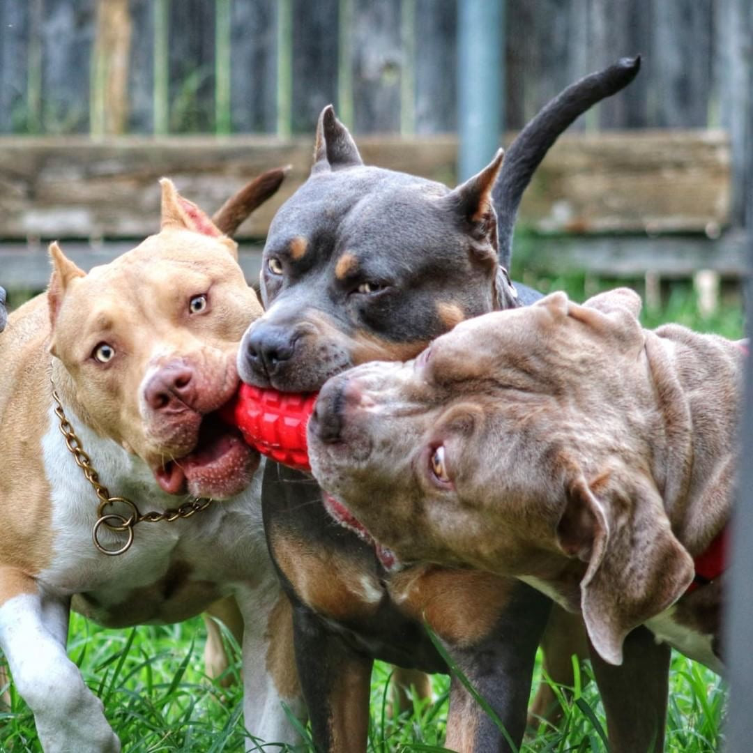 Treat Dispensing Dog Toy product image 9