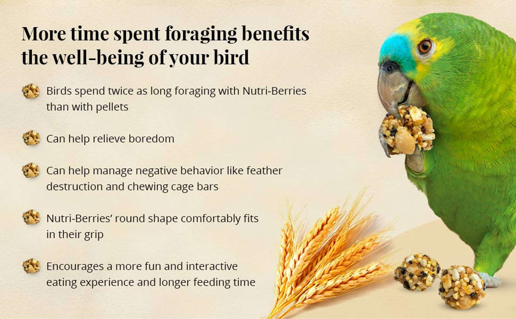 Parrot Food product image 7