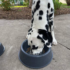 Dog Bowl product image 3