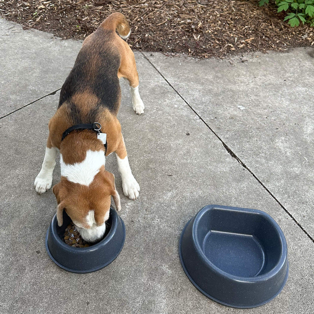 Dog Bowl product image 5