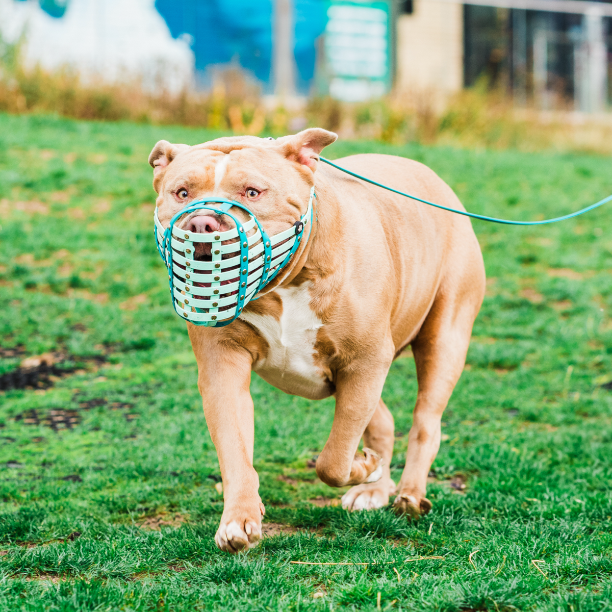 Dog Muzzle product image 2
