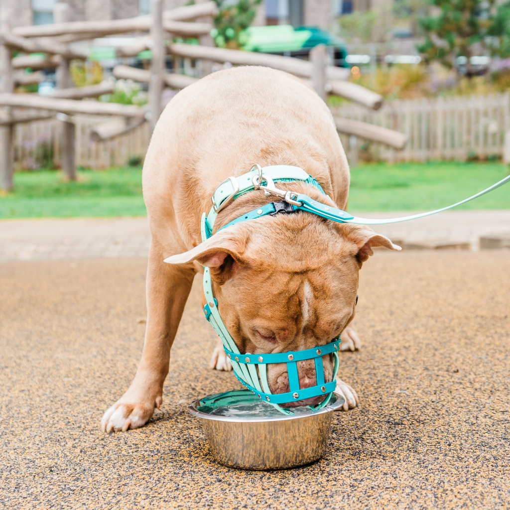 Dog Muzzle product image 8