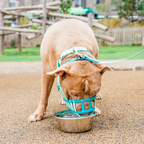 Dog Muzzle product image 8