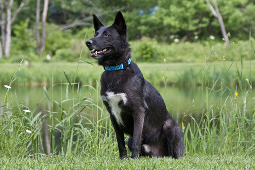 Standard Dog Collar product image 3