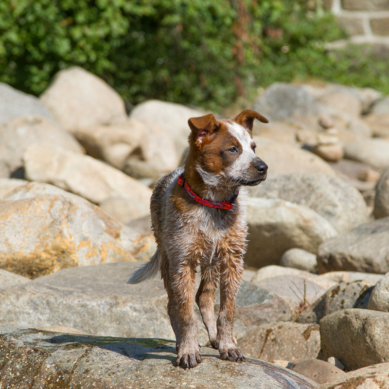 Standard Dog Collar product image 4