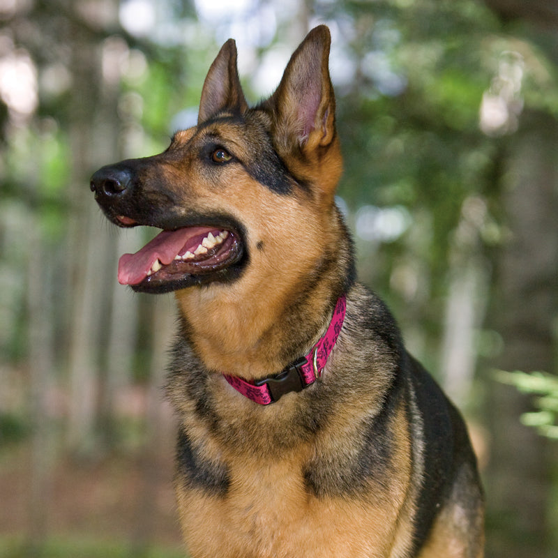 Standard Dog Collar product image 5