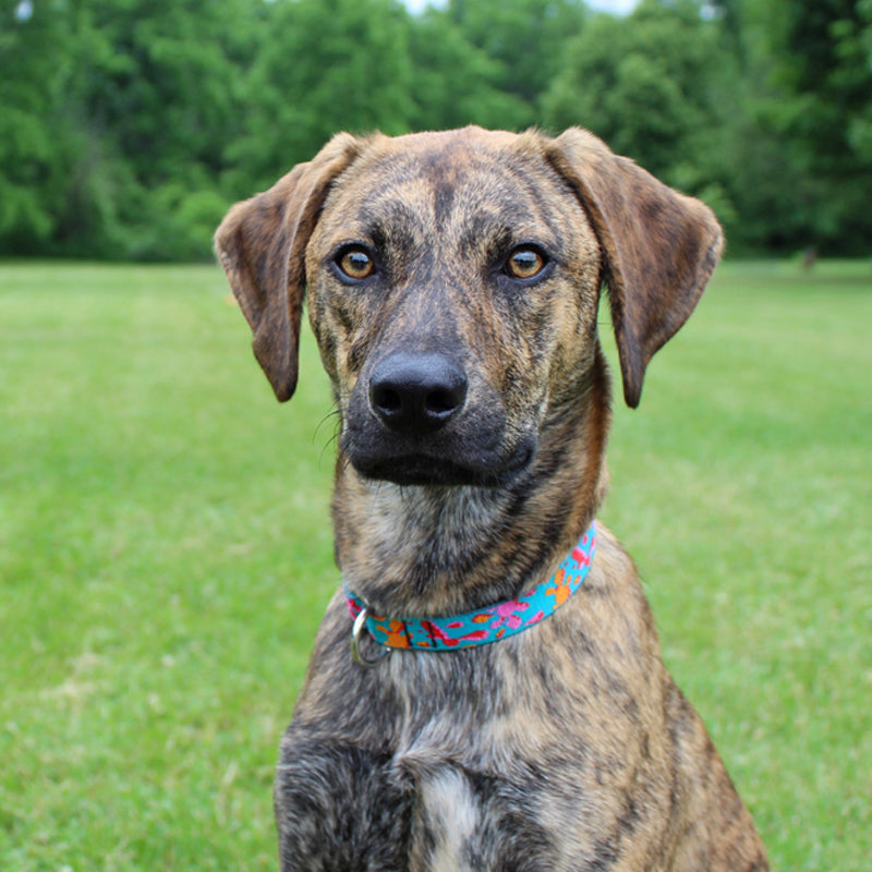 Standard Dog Collar product image 6