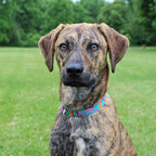 Standard Dog Collar product image 6
