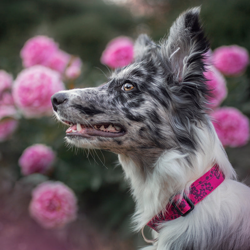 Standard Dog Collar product image 7