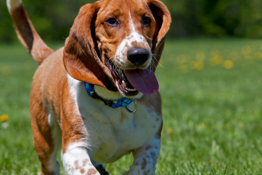 Standard Dog Collar product image 8