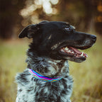 Standard Dog Collar product image 10