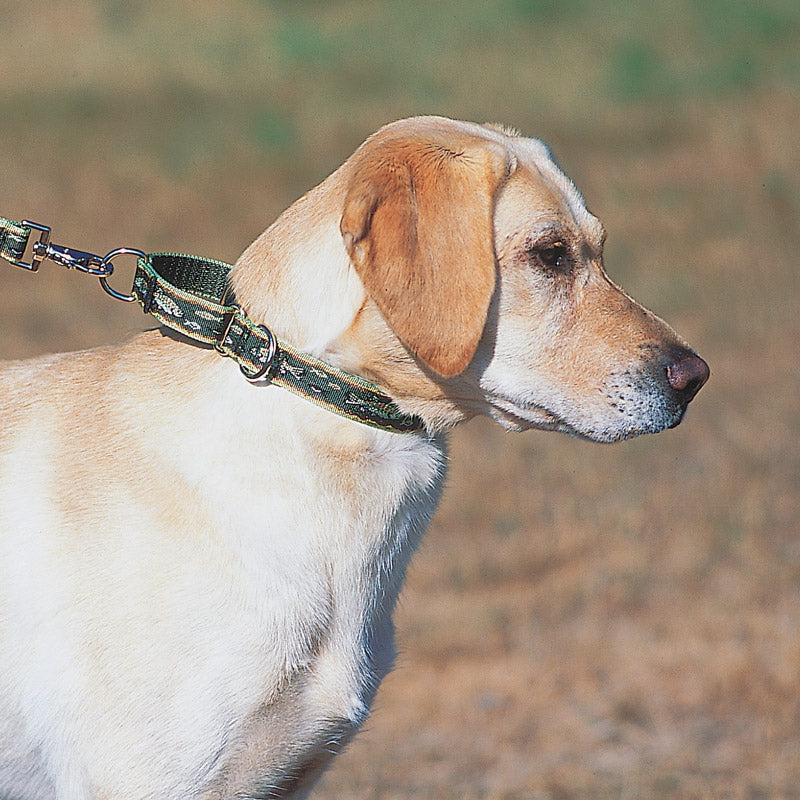 Martingale Dog Collar product image 3