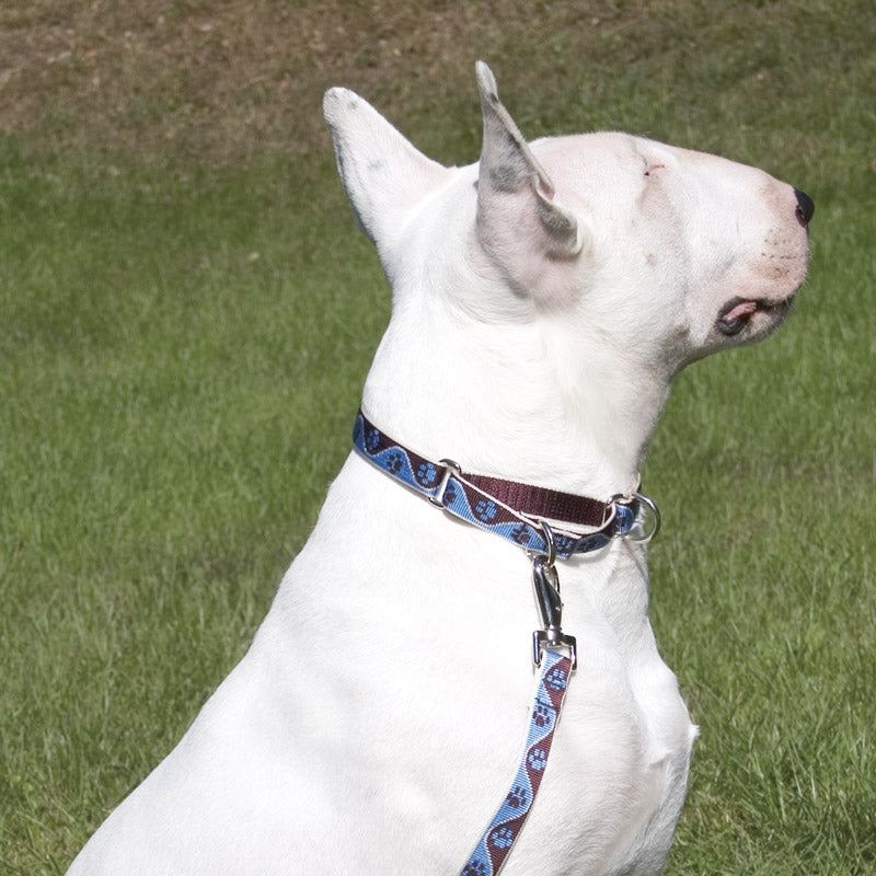 Martingale Dog Collar product image 4