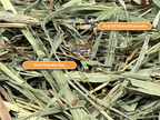 Lavender Timothy Hay product image 3