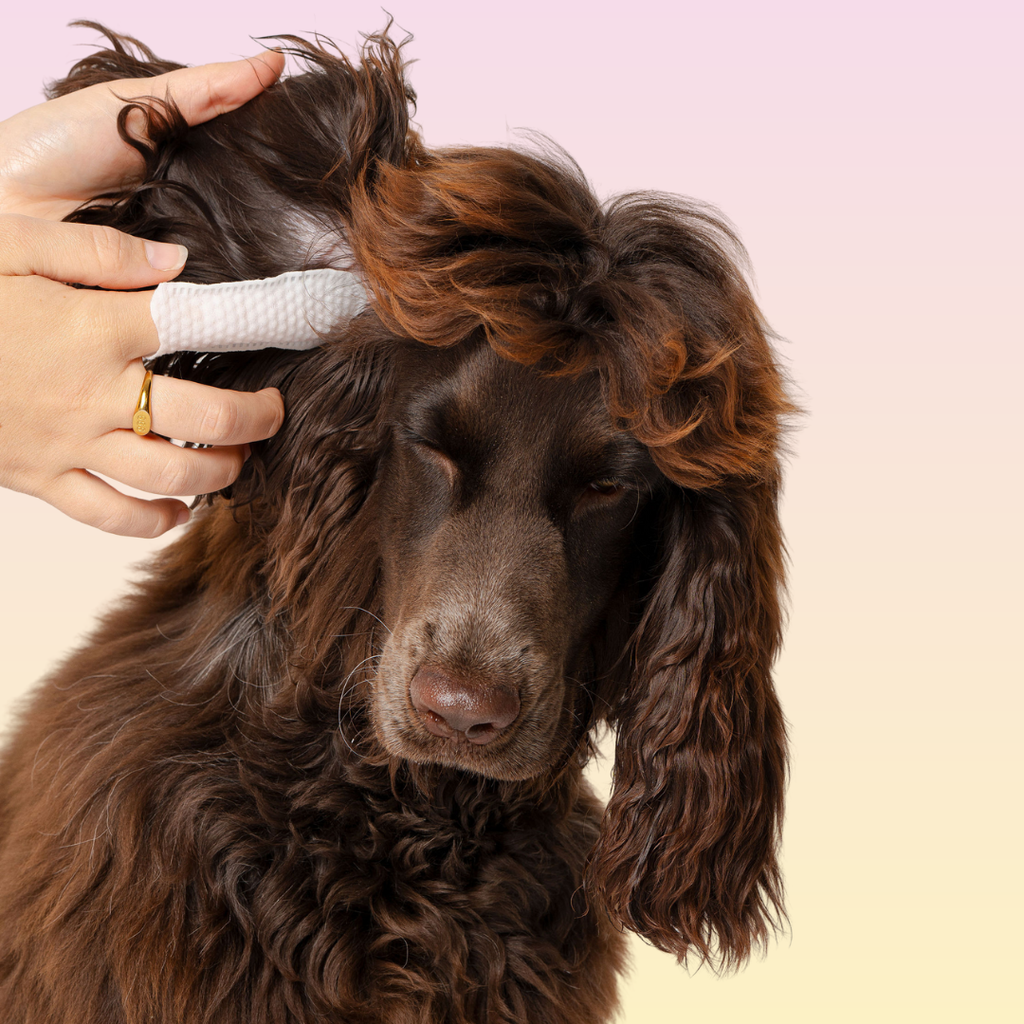 Pet Ear Wipes product image 2