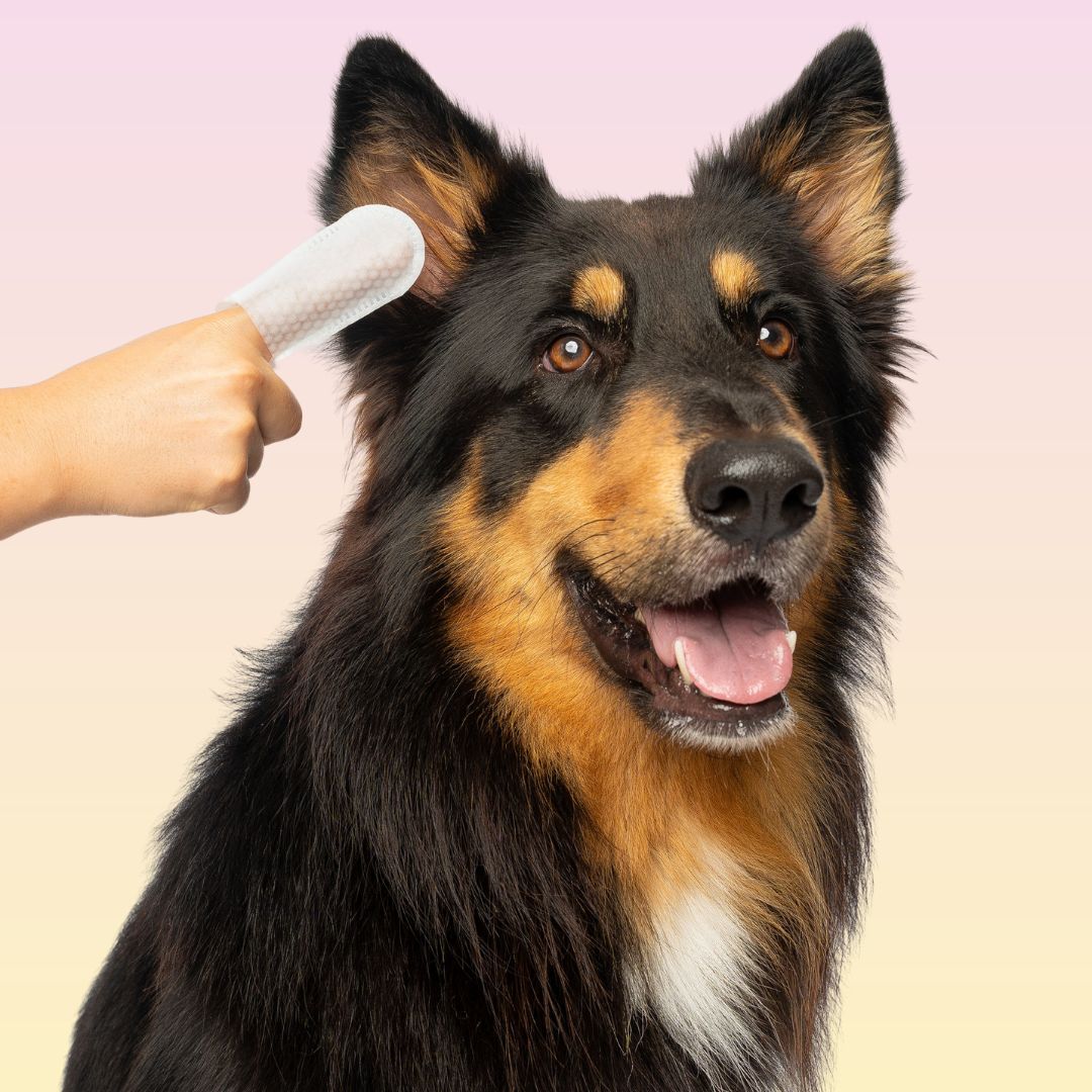 Pet Ear Wipes product image 3