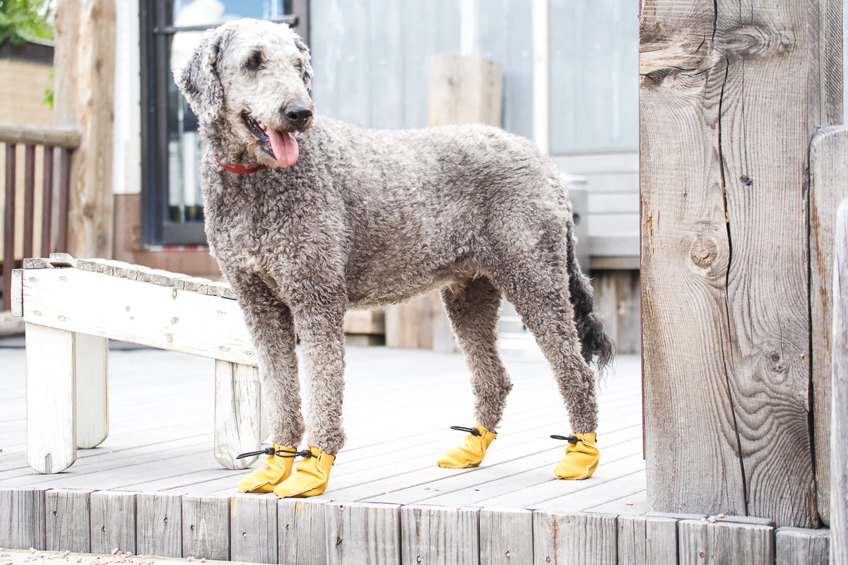 Dog Boots product image 6