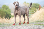 Dog Boots product image 7