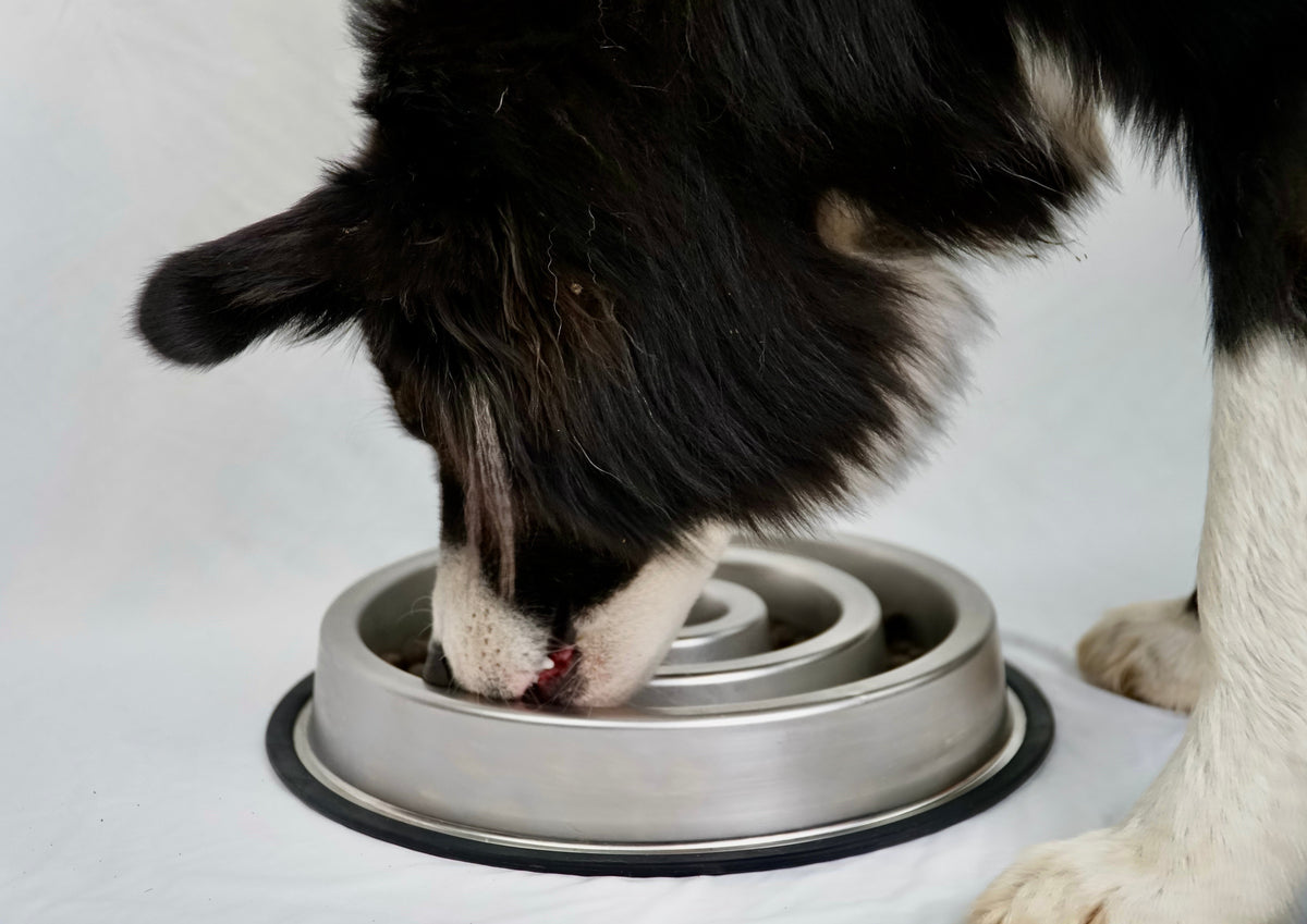 Slow Feeder Bowl product image 3