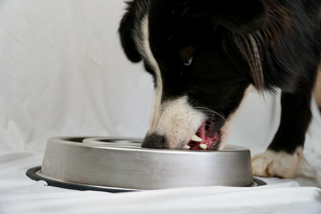 Slow Feeder Bowl product image 5