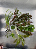 Live Aquarium Plants product image 1