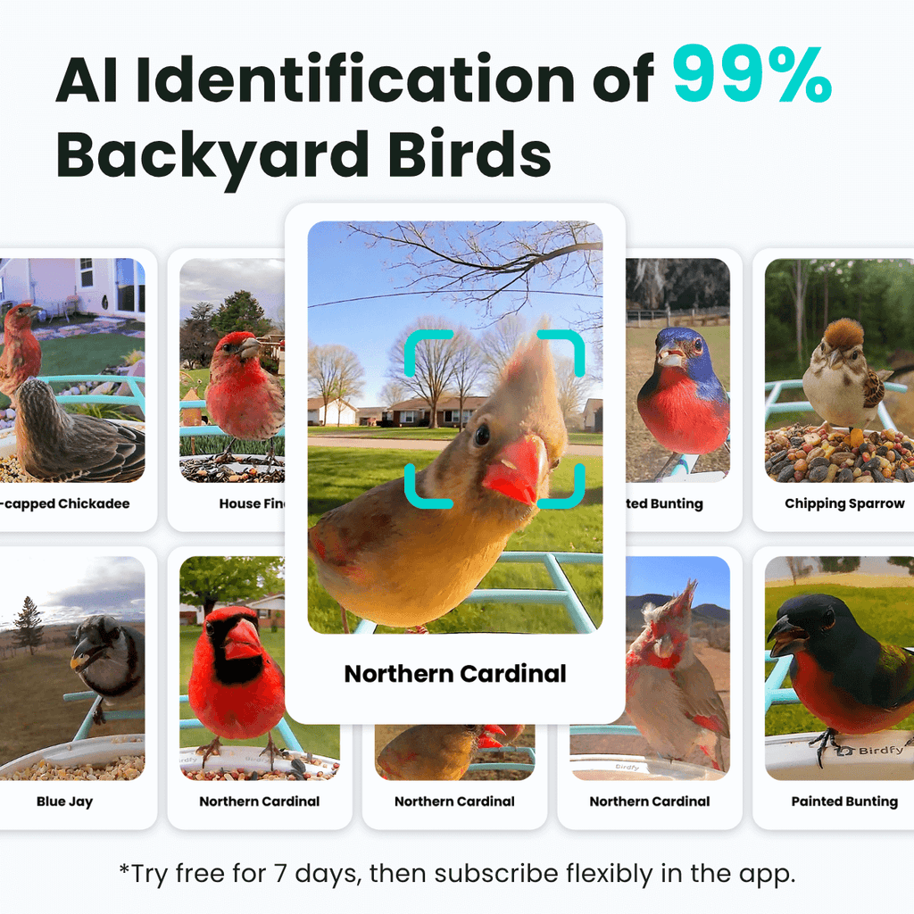 Smart Bird Feeder product image 3