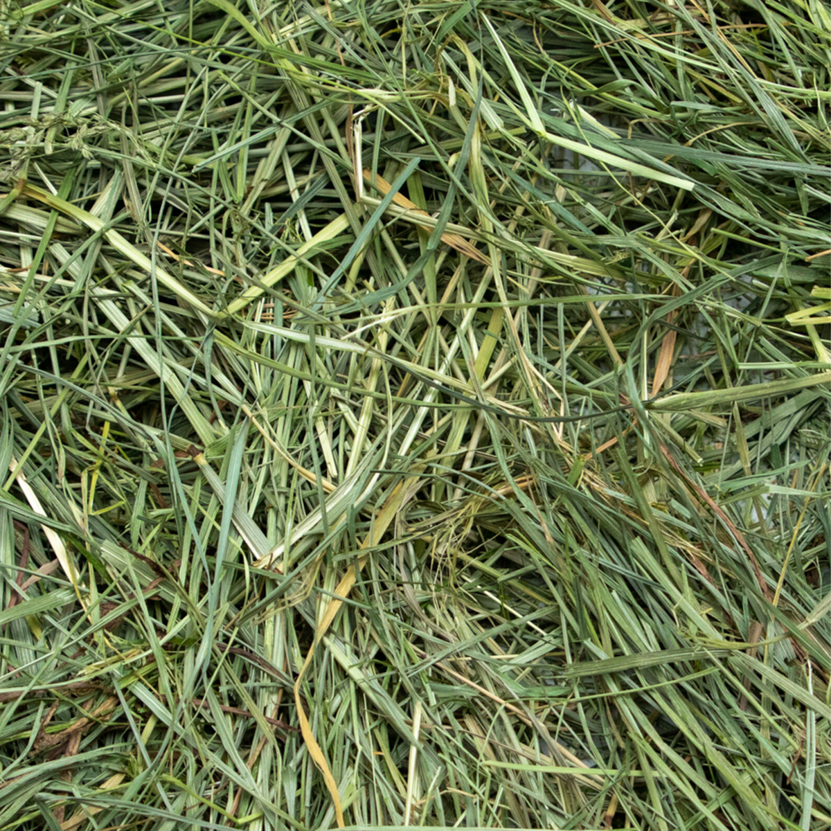 Mountain Grass Hay product image 3