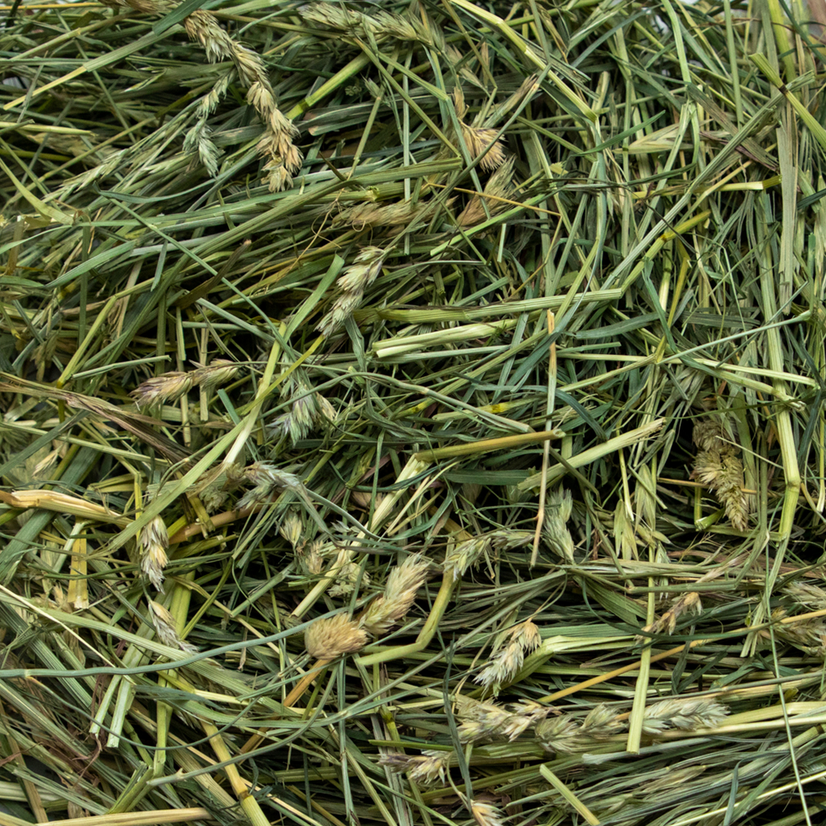 Coarse Orchard Grass Hay product image 3