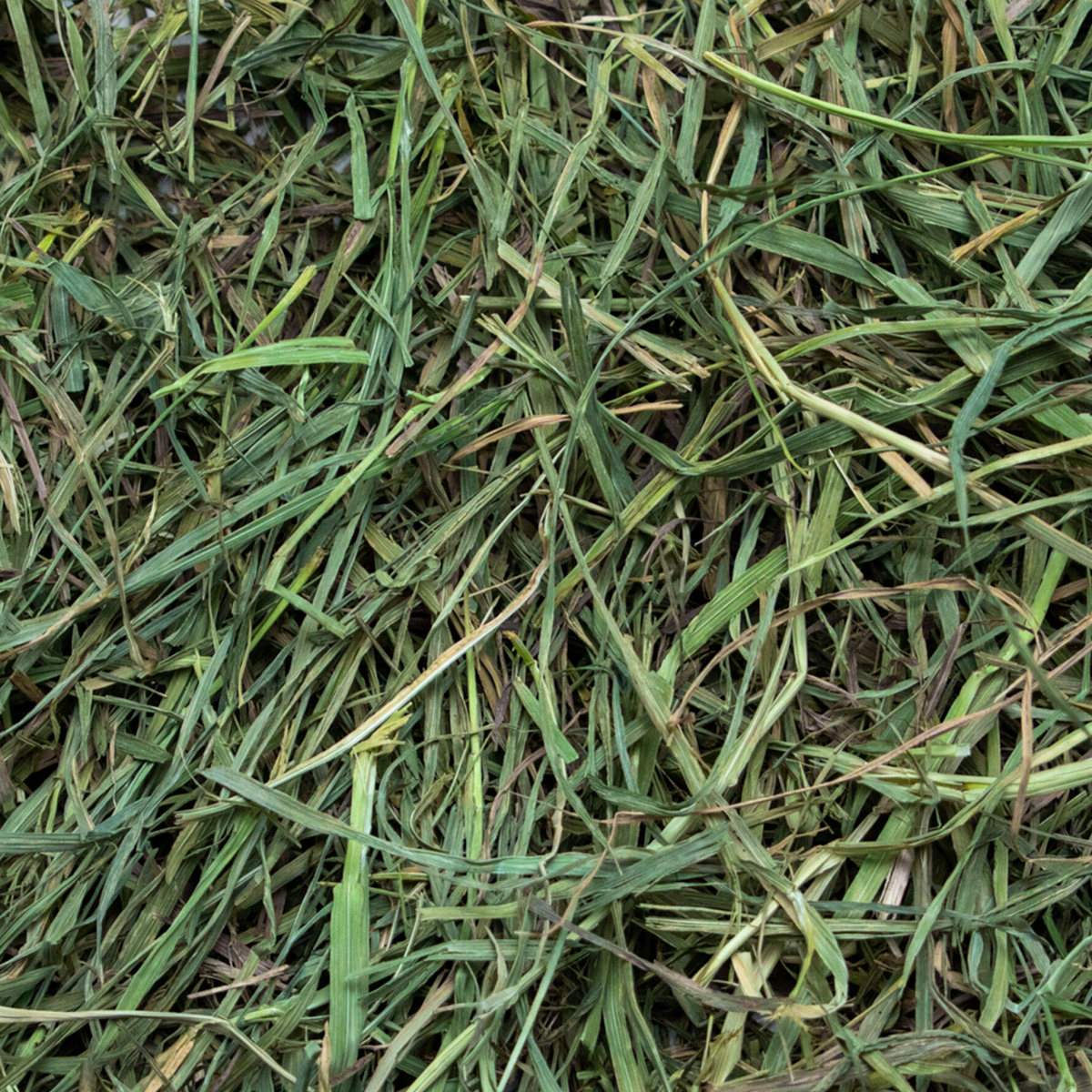 Soft Timothy Hay product image 3