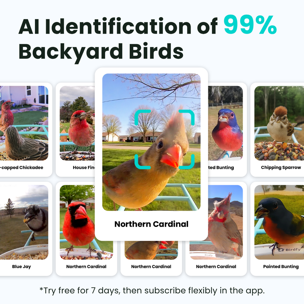Smart Bird Feeder product image 3