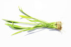 Live Aquarium Plant product image 1