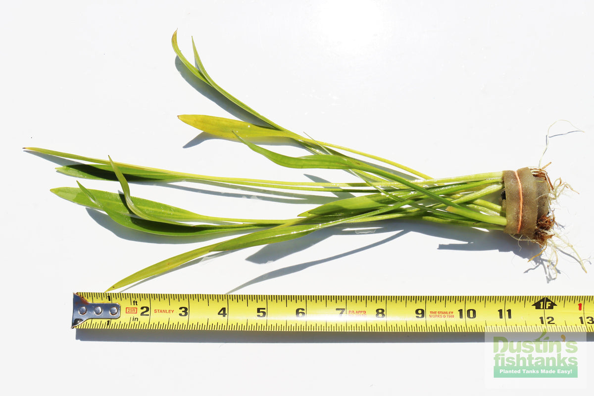Live Aquarium Plant product image 2