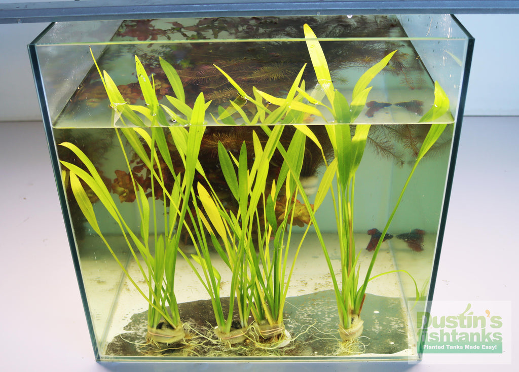 Live Aquarium Plant product image 3