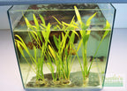 Live Aquarium Plant product image 3