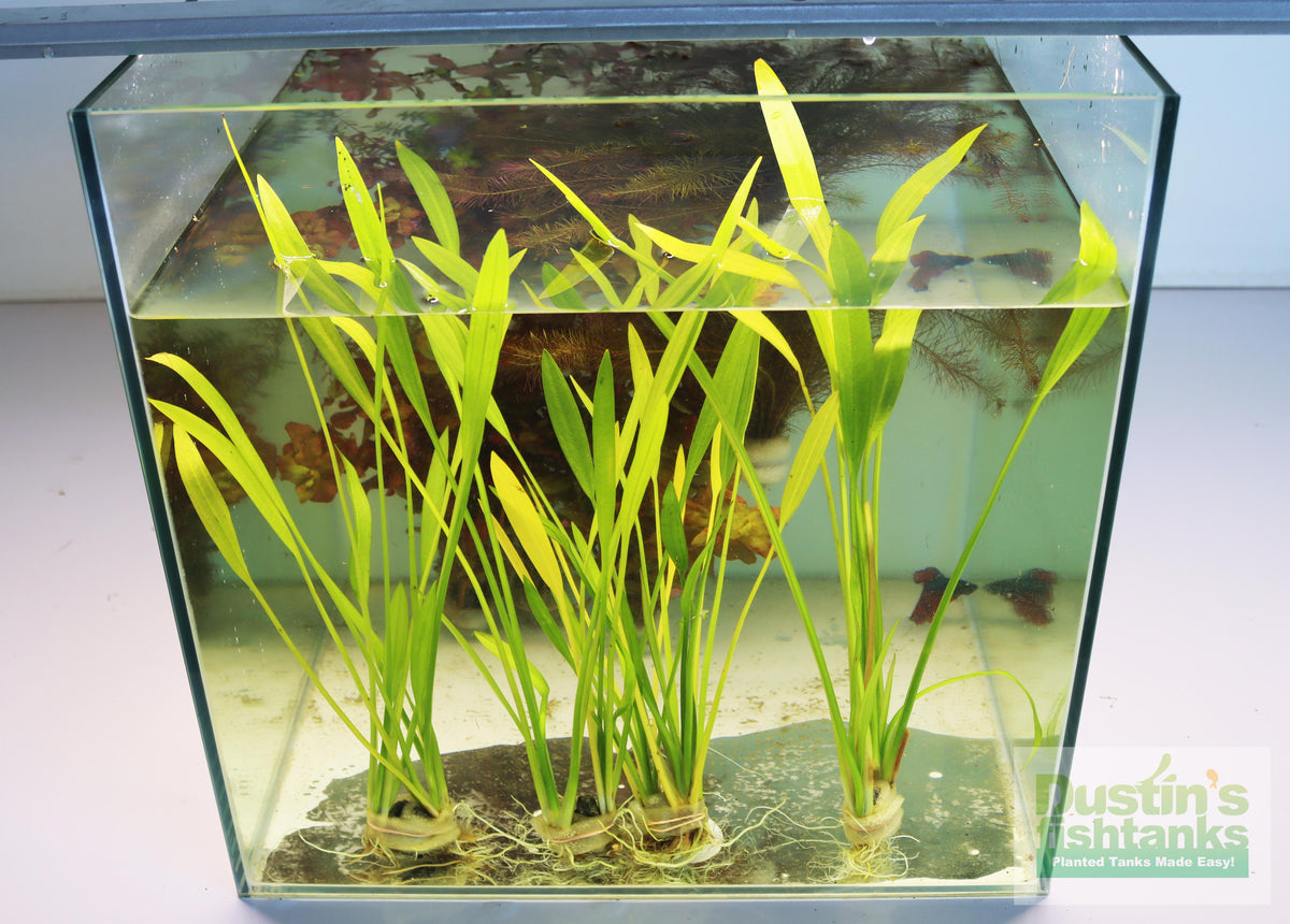 Live Aquarium Plant product image 3