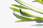 Live Aquarium Plant product image 4