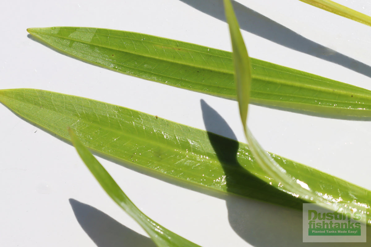 Live Aquarium Plant product image 5
